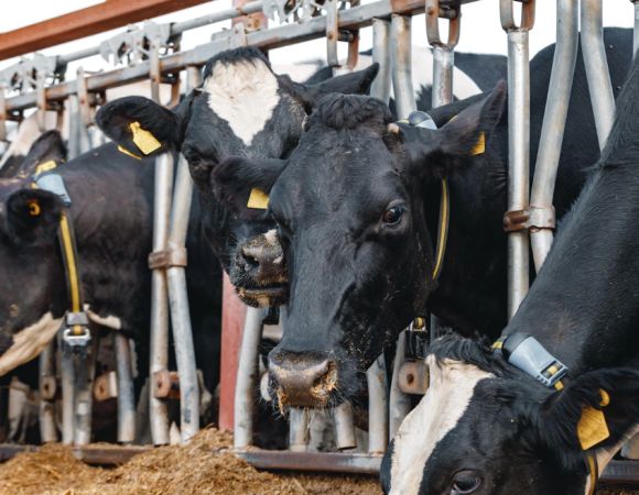 MilkPro Ecuador Colombia